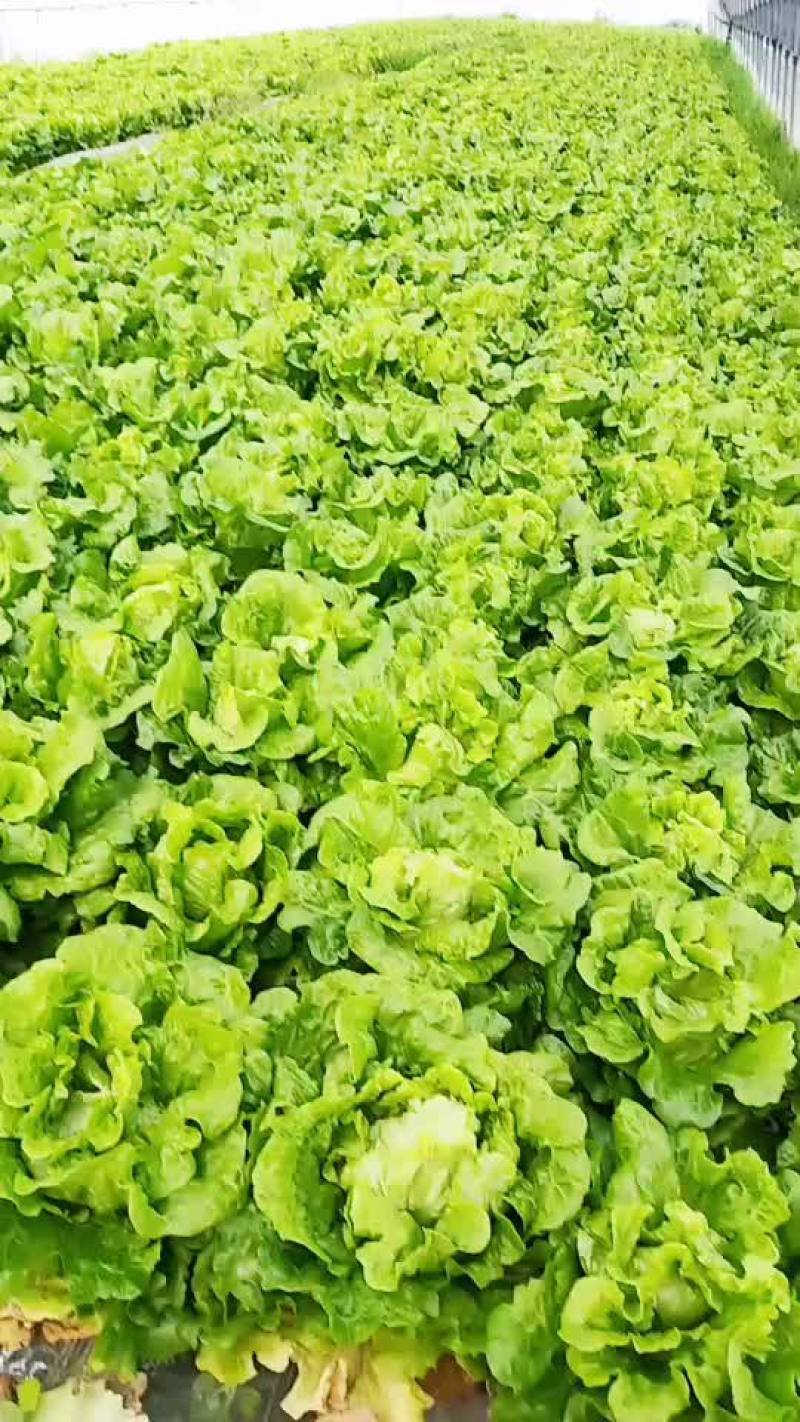 生菜