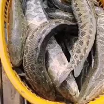 乌鱼