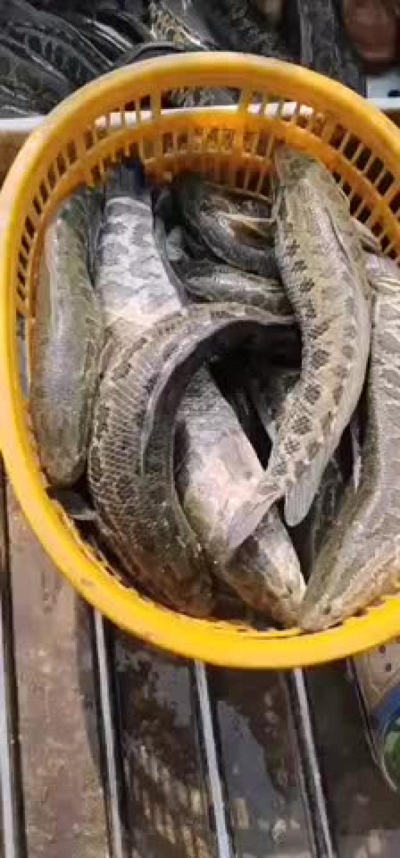 乌鱼