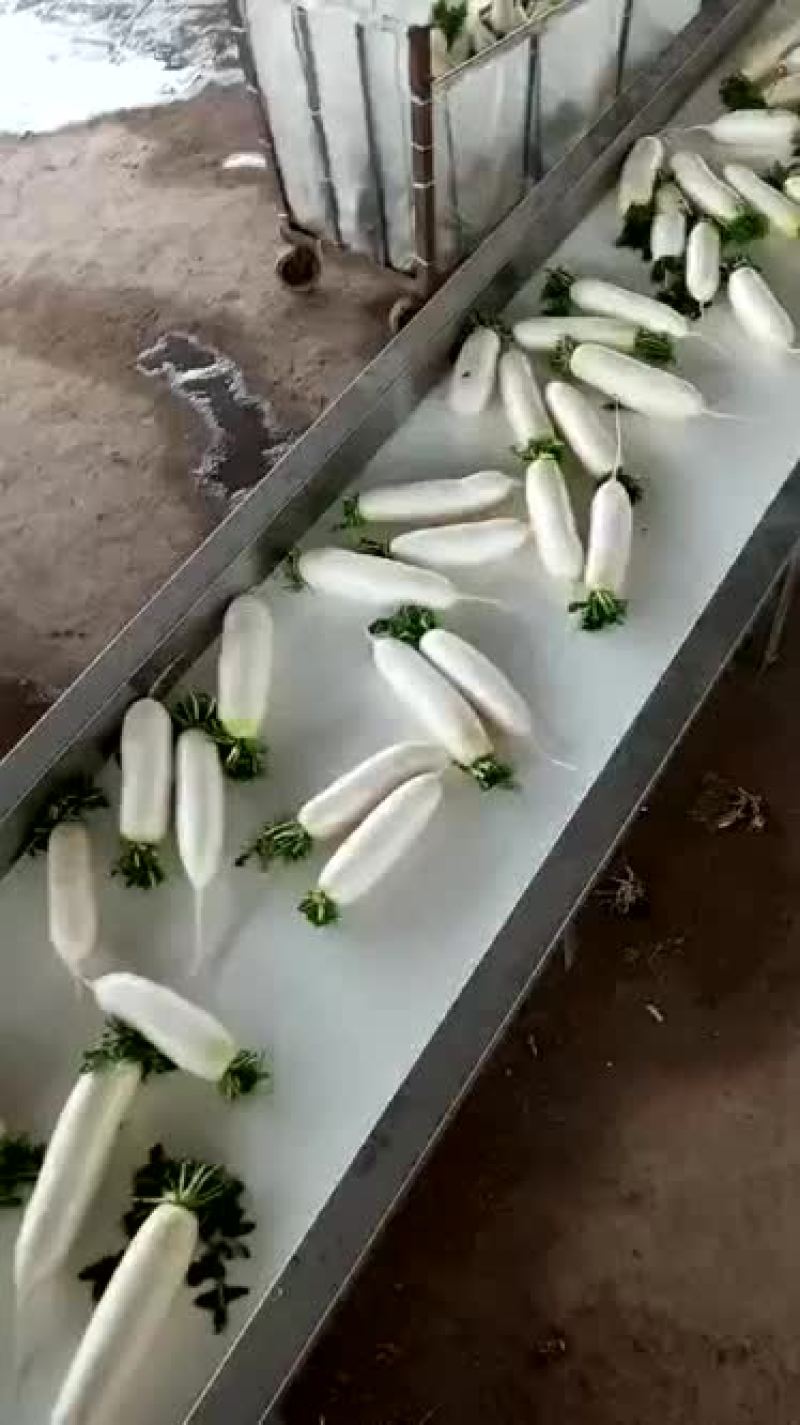 白萝卜