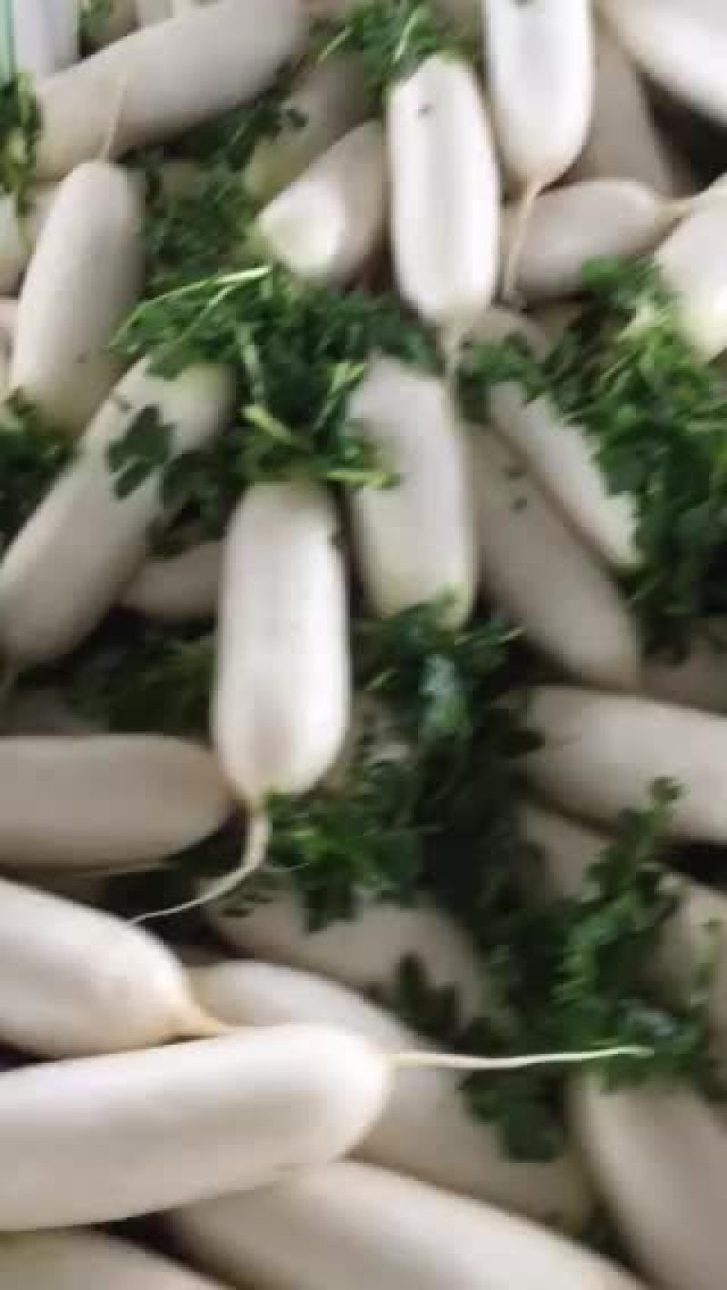 白萝卜