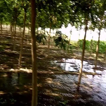 国槐