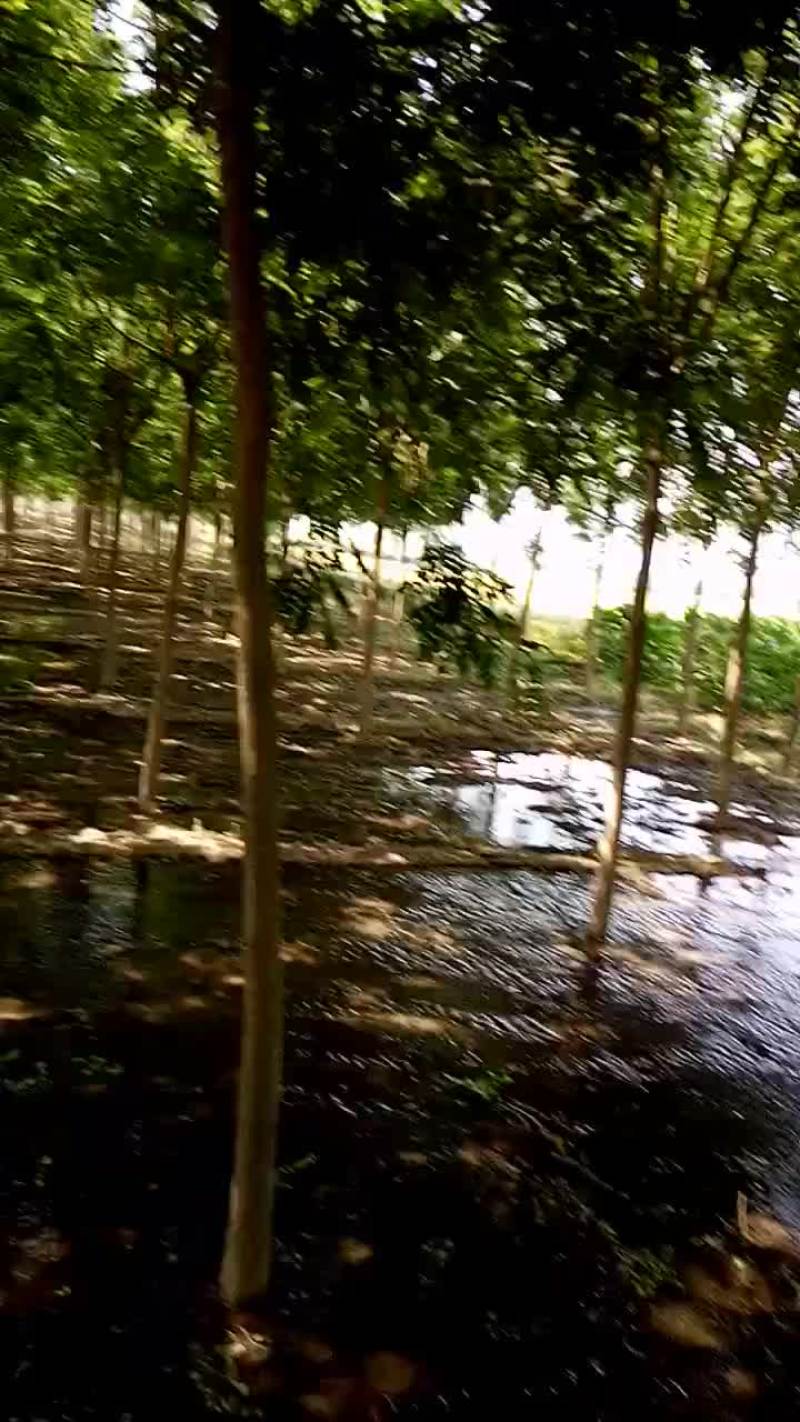 国槐