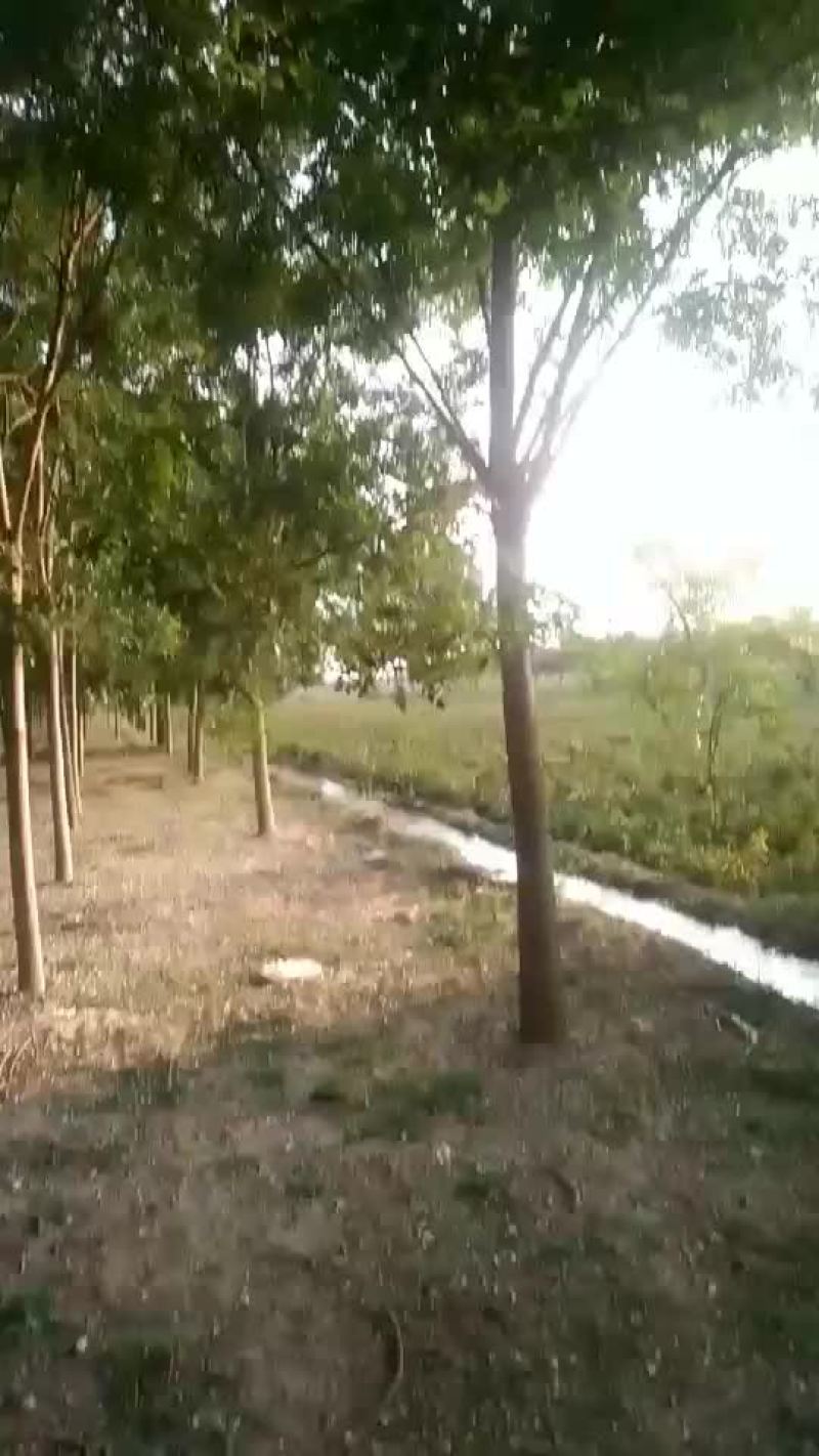 国槐