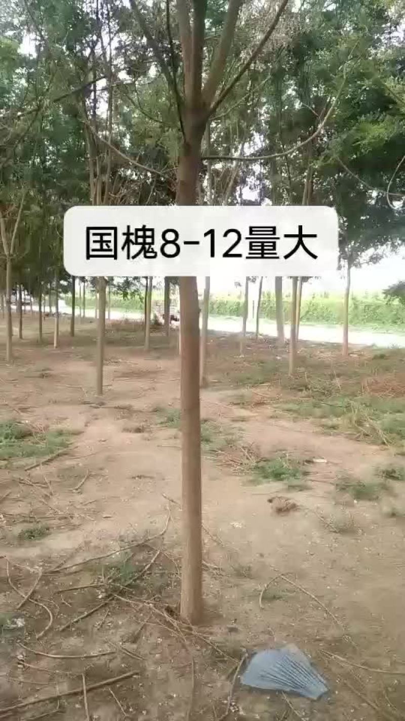 国槐
