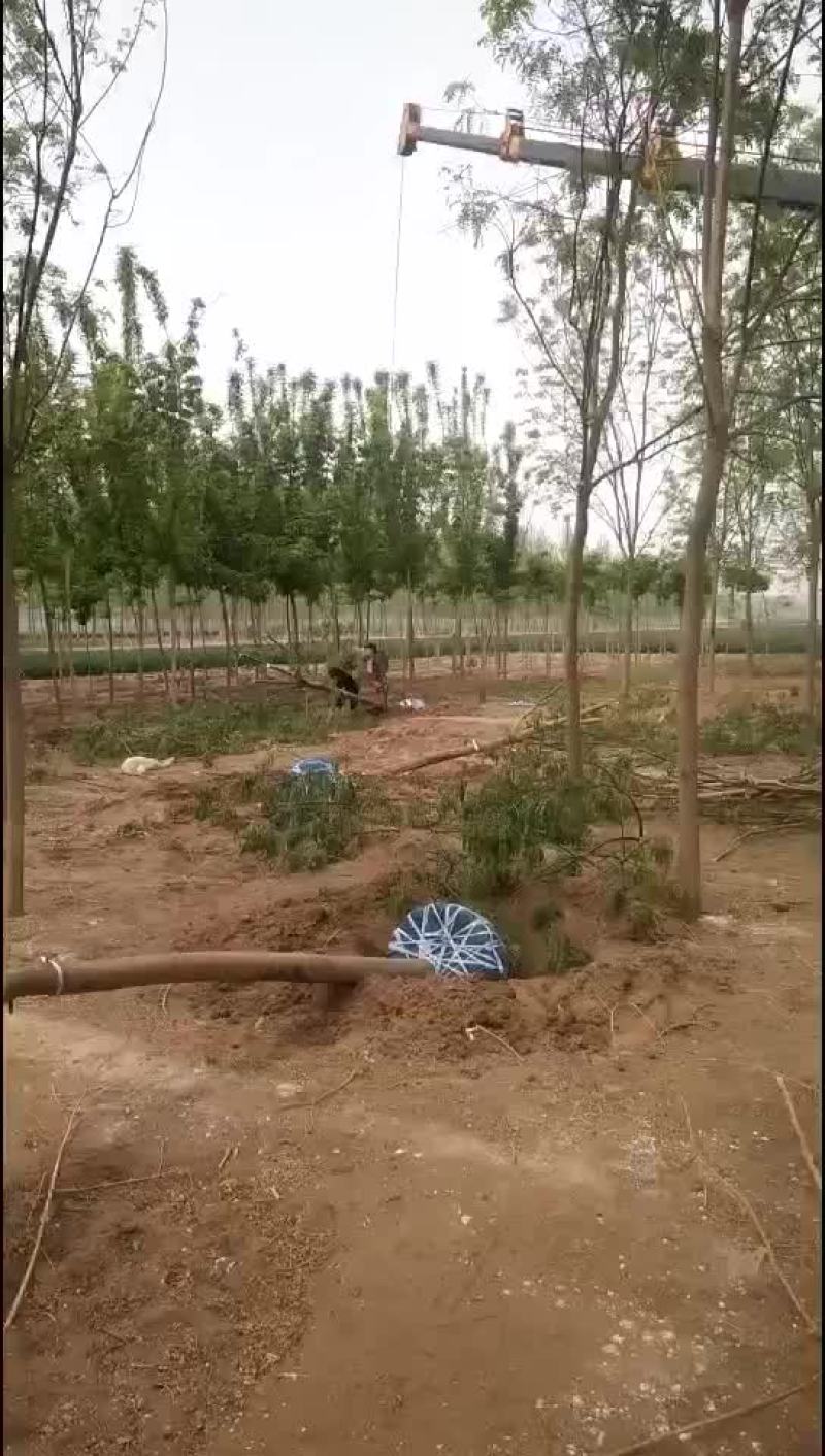 国槐