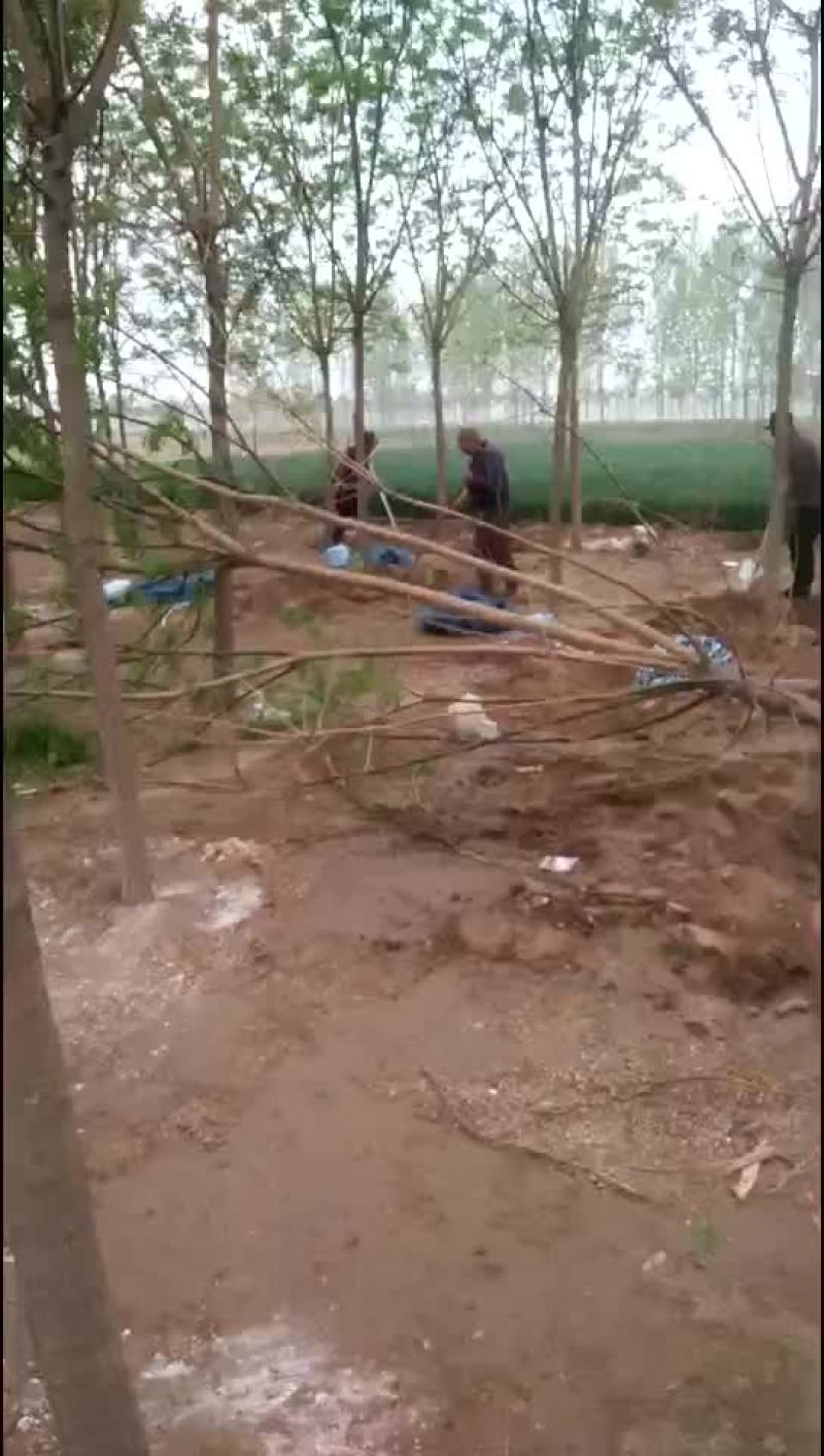 国槐