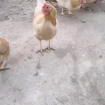 土鸡老母鸡一手货源货源充足