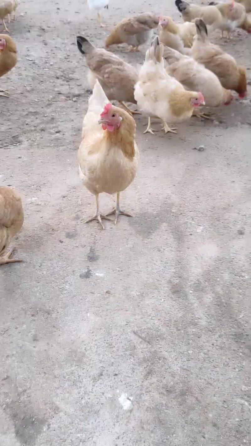 土鸡老母鸡一手货源货源充足
