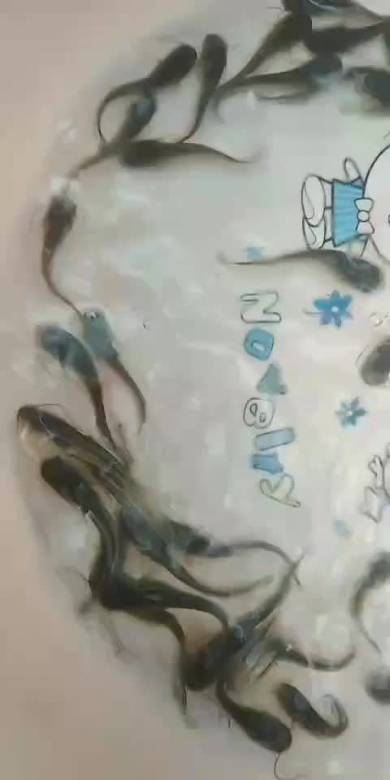 南方优质大口鲶出售，欢迎新老客户来电订购