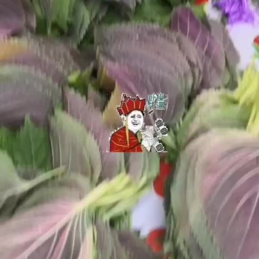 紫苏叶