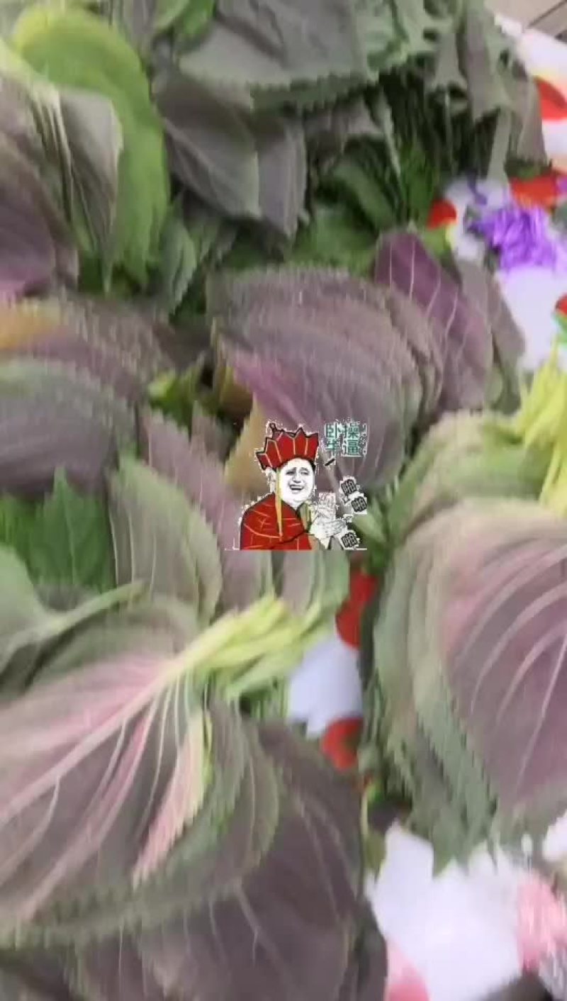 紫苏叶