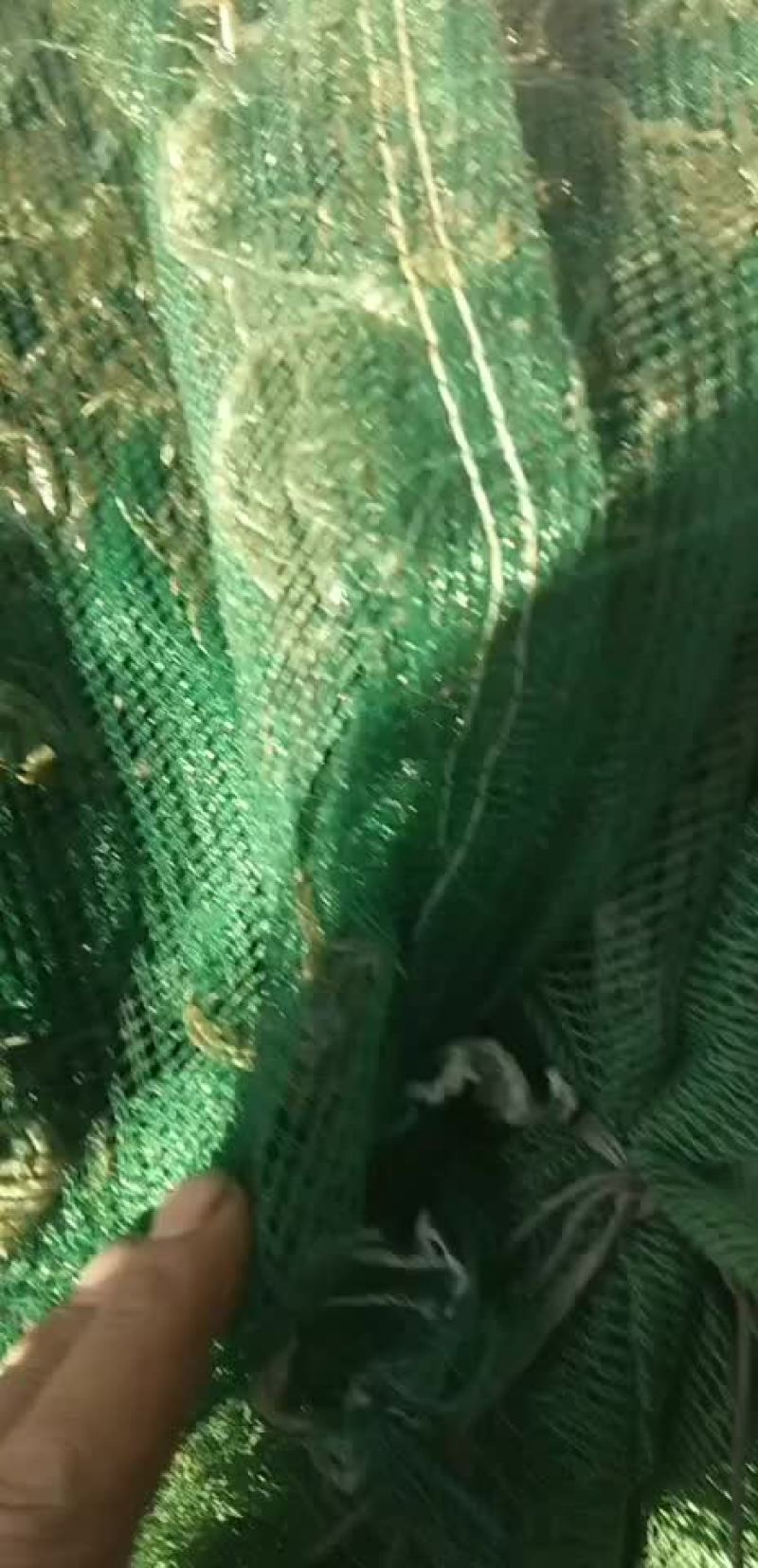 盘锦蟹苗以大量上市有需要的朋友请联系