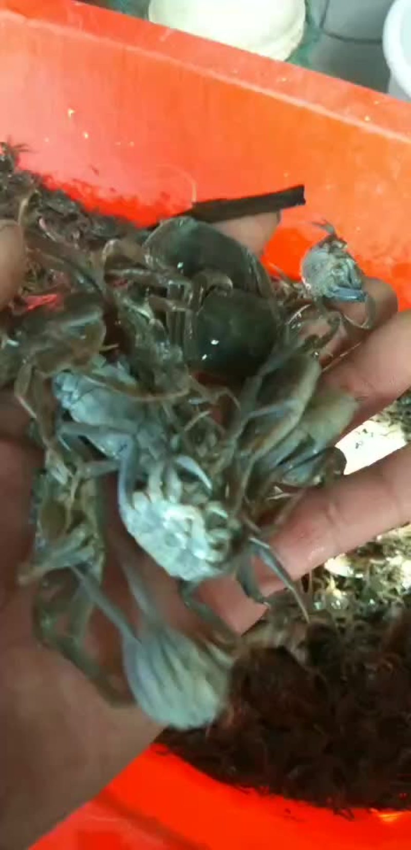 盘锦蟹苗以大量上市有需要的朋友请联系