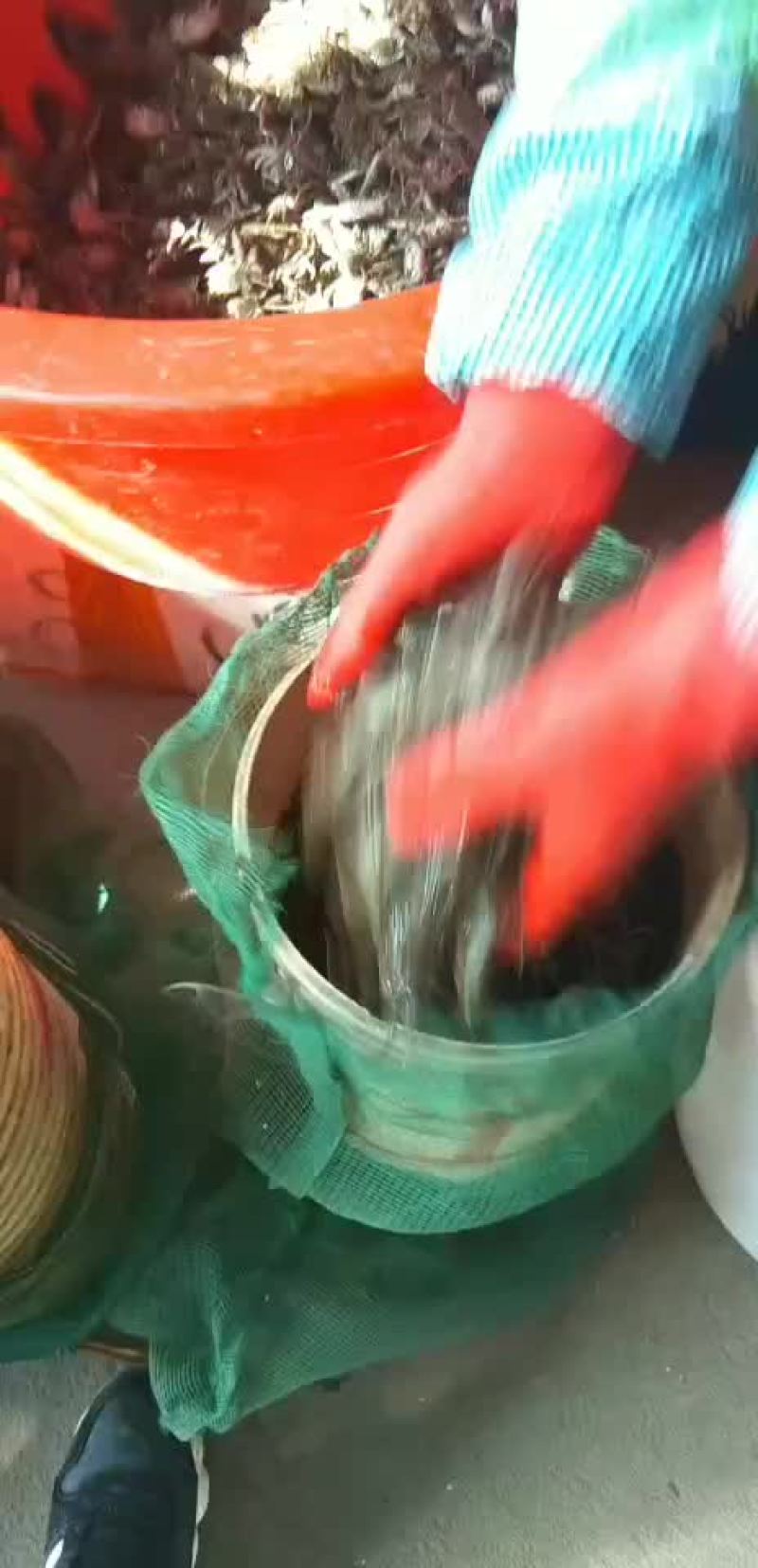 盘锦蟹苗以大量上市有需要的朋友请联系