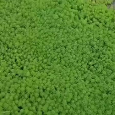 粉绿狐尾藻大量销售