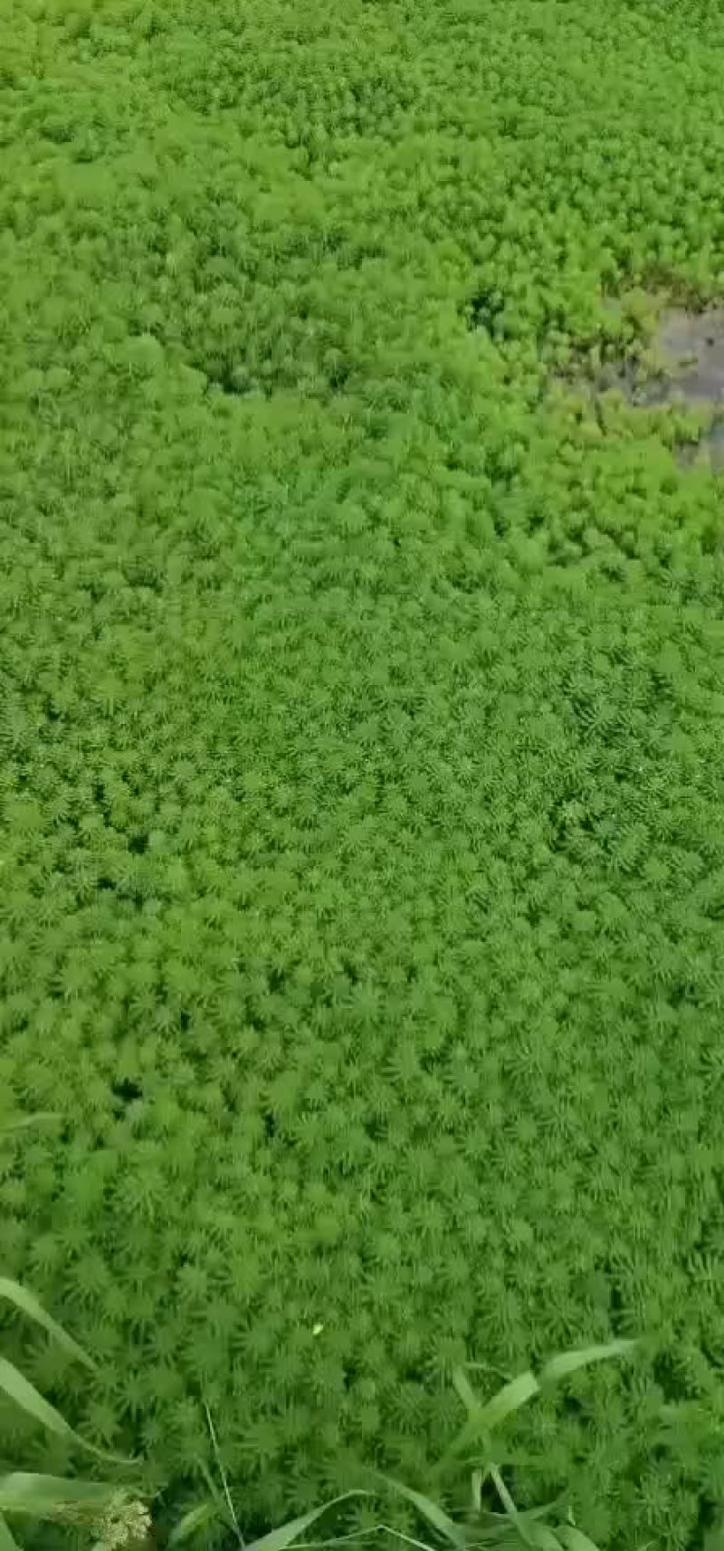 粉绿狐尾藻大量销售