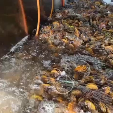本港扇贝