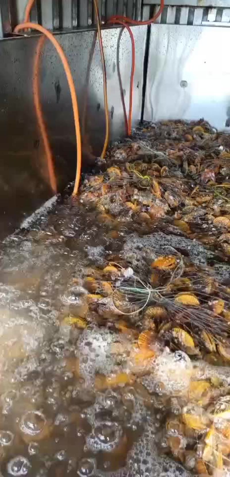 本港扇贝