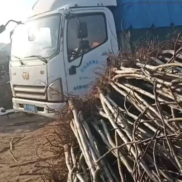 核桃苗核桃树各种规格，嫁接实生