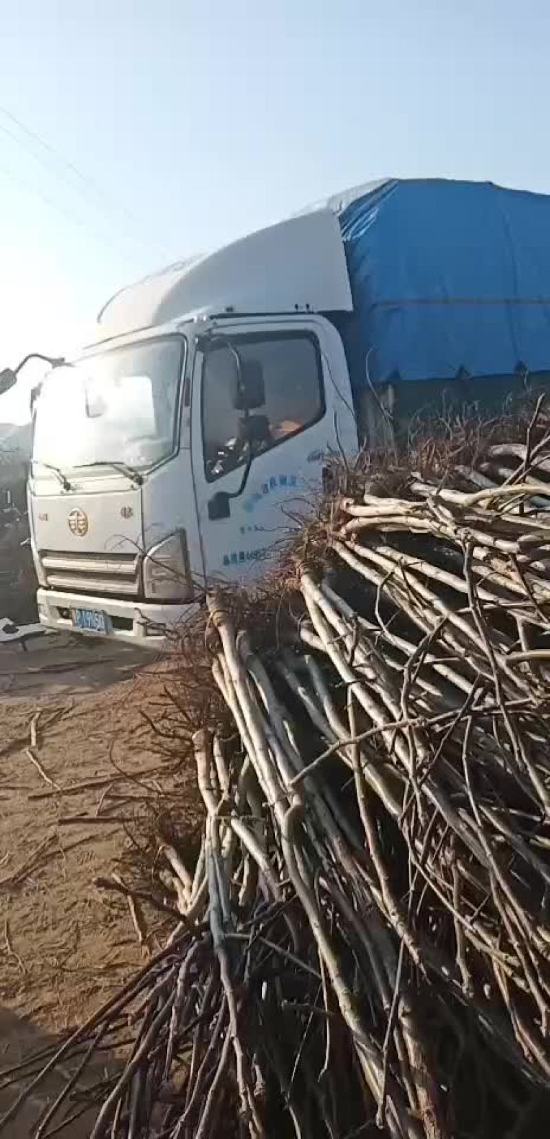 核桃苗核桃树各种规格，嫁接实生
