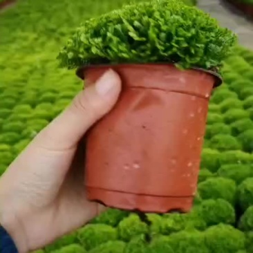 绿地球