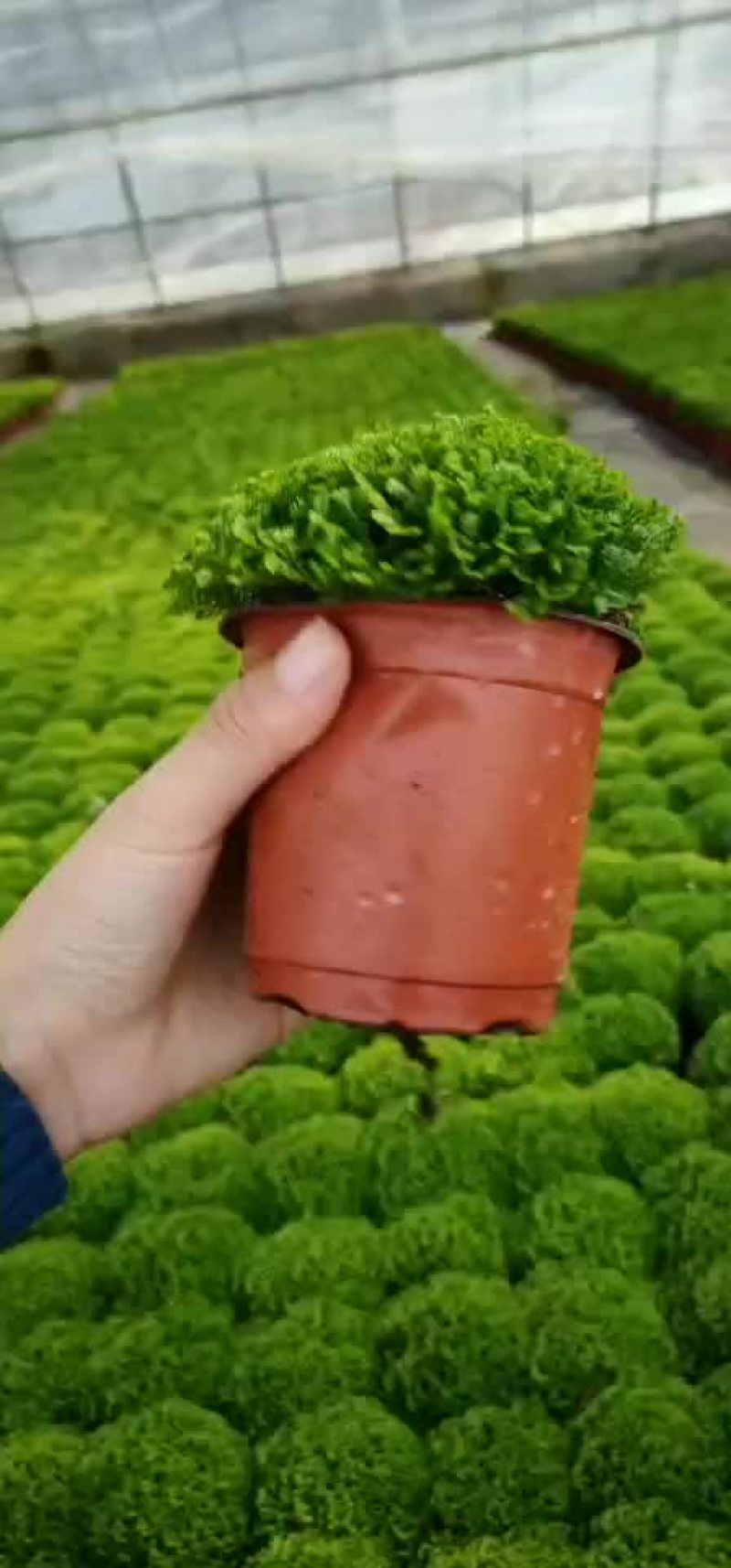 绿地球