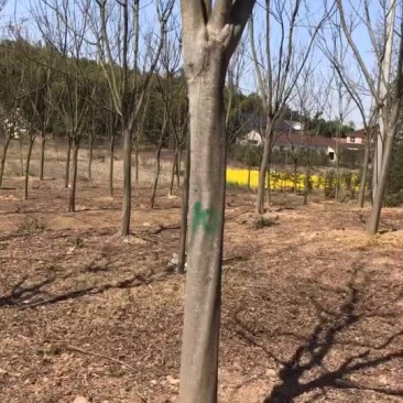 栾树