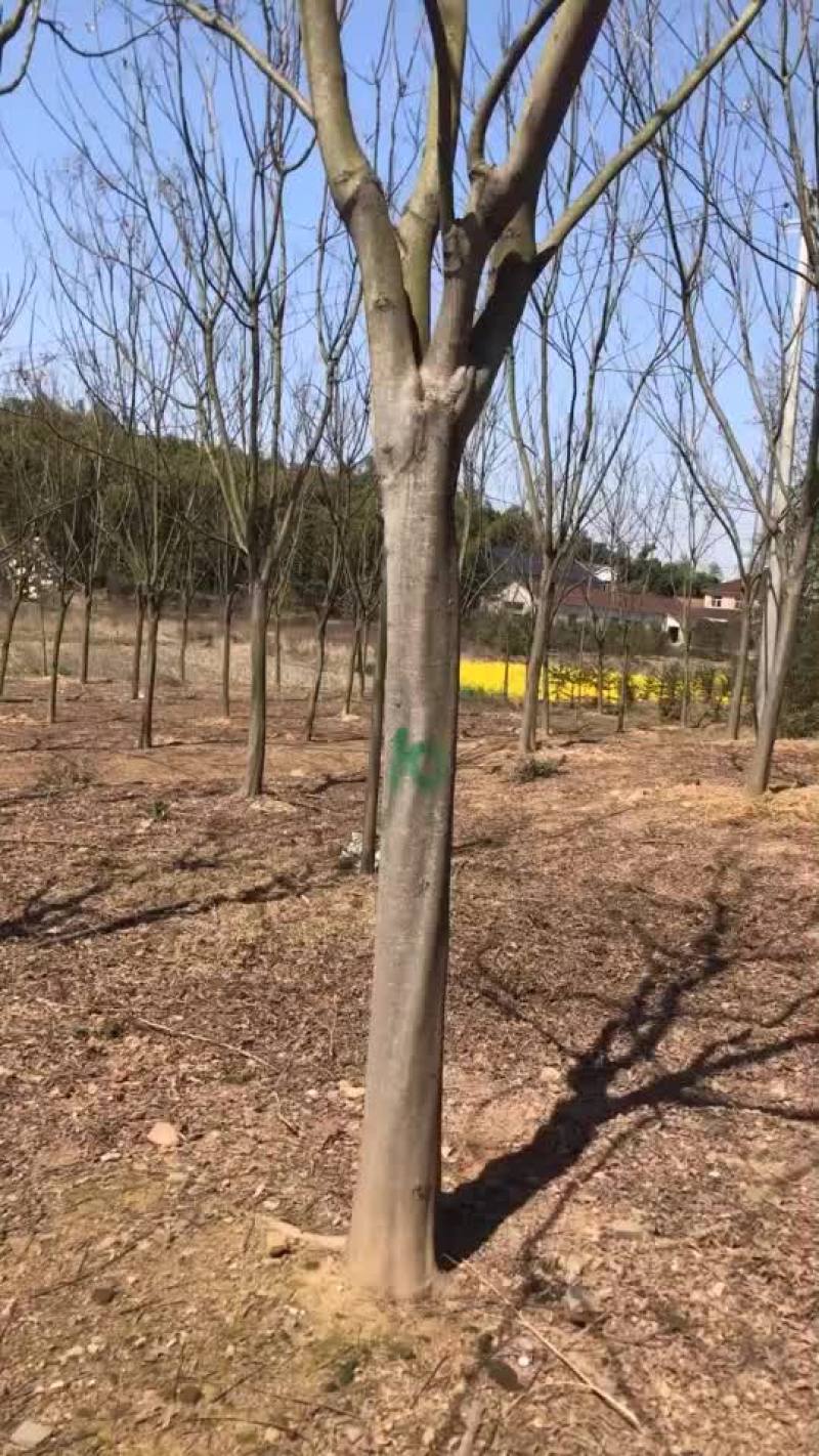 栾树