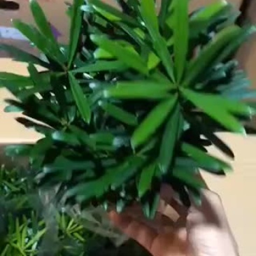 小盆栽罗汉松，特级，好好先生园艺………