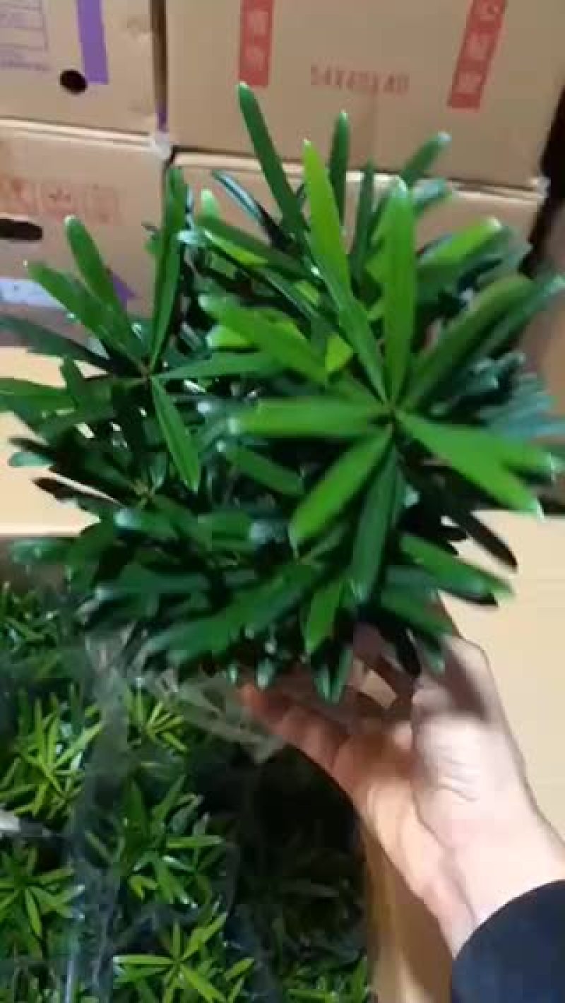 小盆栽罗汉松，特级，好好先生园艺………