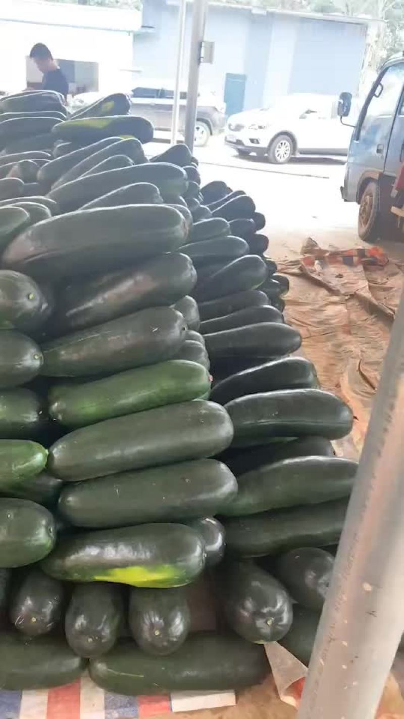 广西地冬瓜