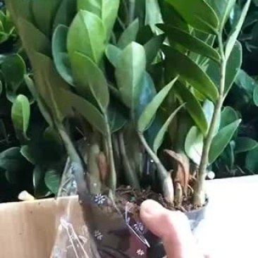 金钱树，特级，好好先生园艺供应