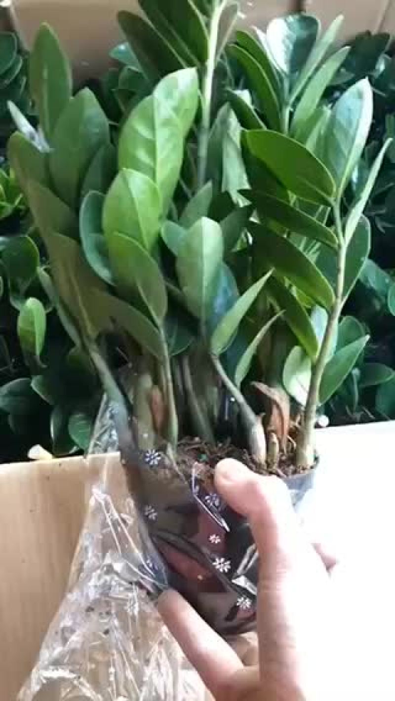 金钱树，特级，好好先生园艺供应