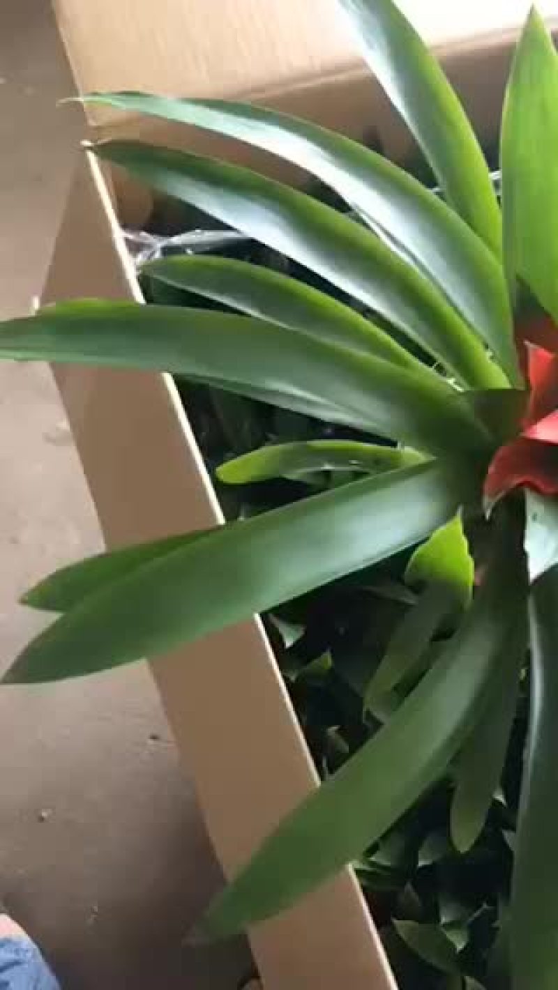 小红星，特级，好好先生园艺供应