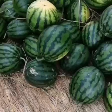 甜王西瓜