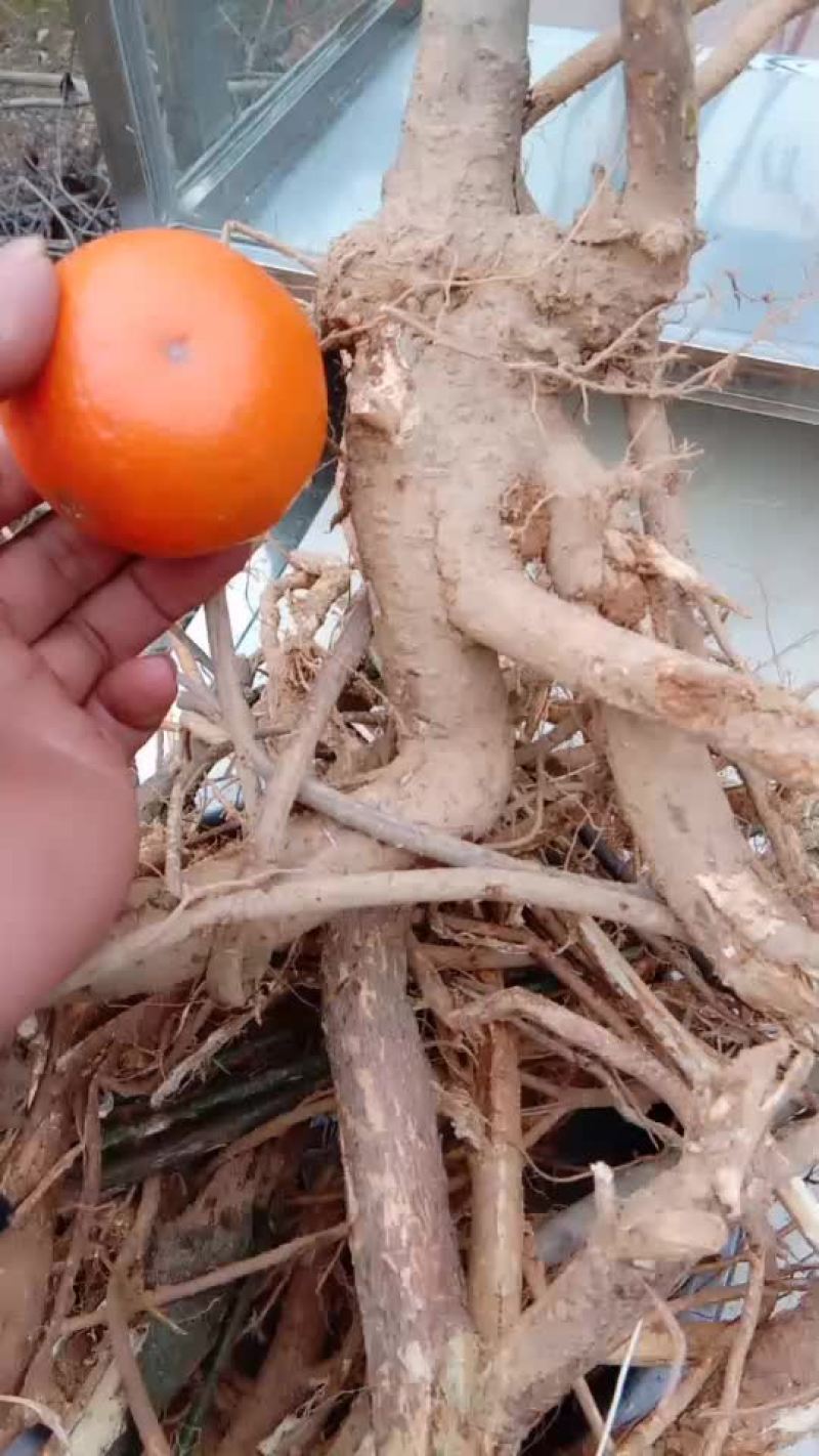 正宗野生五指毛桃。
