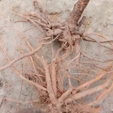 鲜货八爪金龙纯野生货。现挖现卖