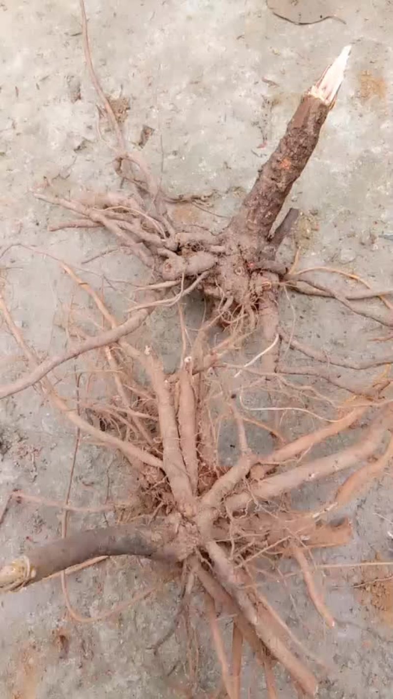 鲜货八爪金龙纯野生货。现挖现卖