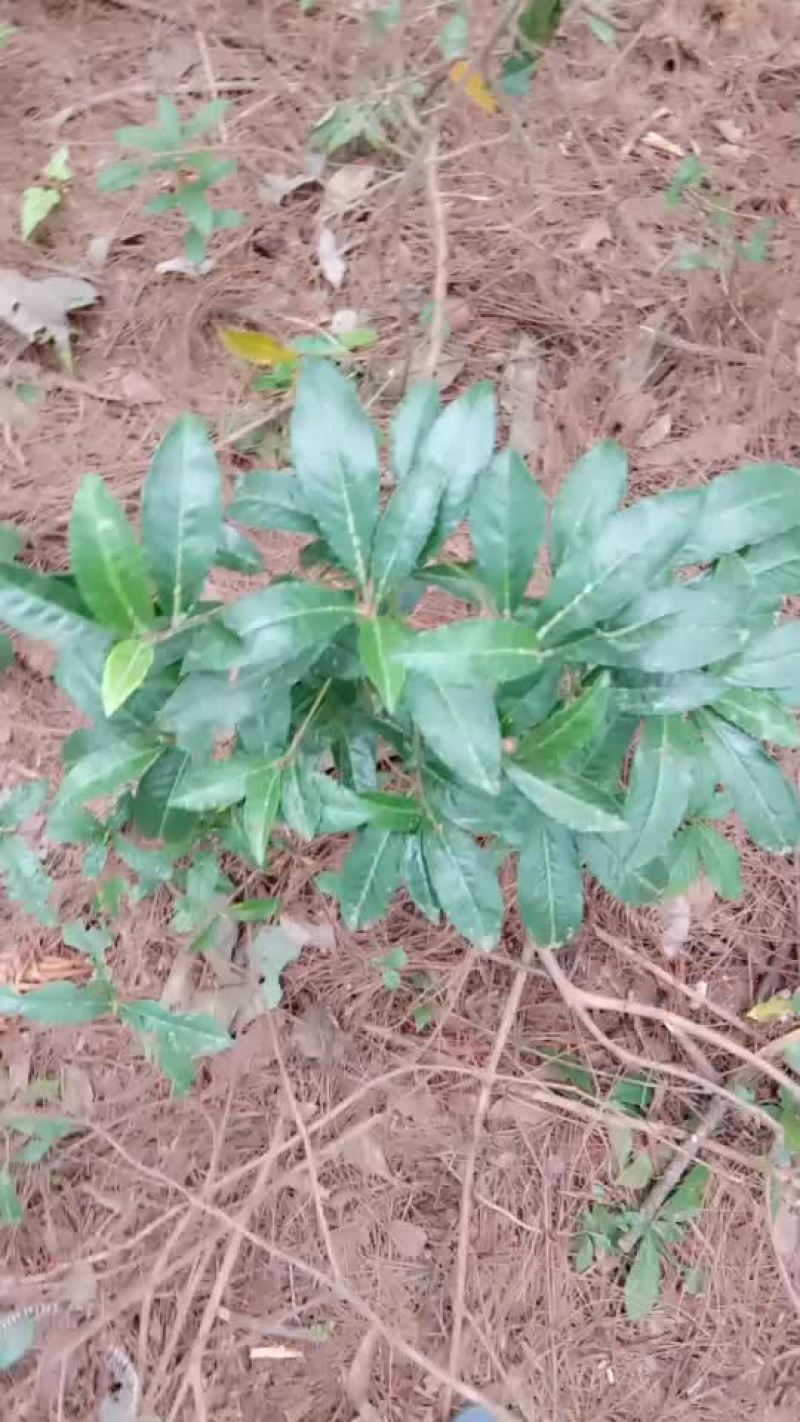 鲜货八爪金龙纯野生货。现挖现卖