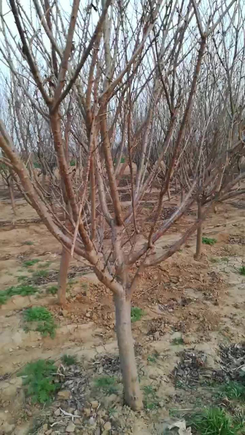 自家种植，红叶李海量供应，各种规格都有