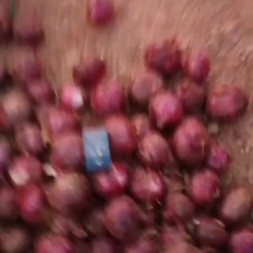 紫皮洋葱