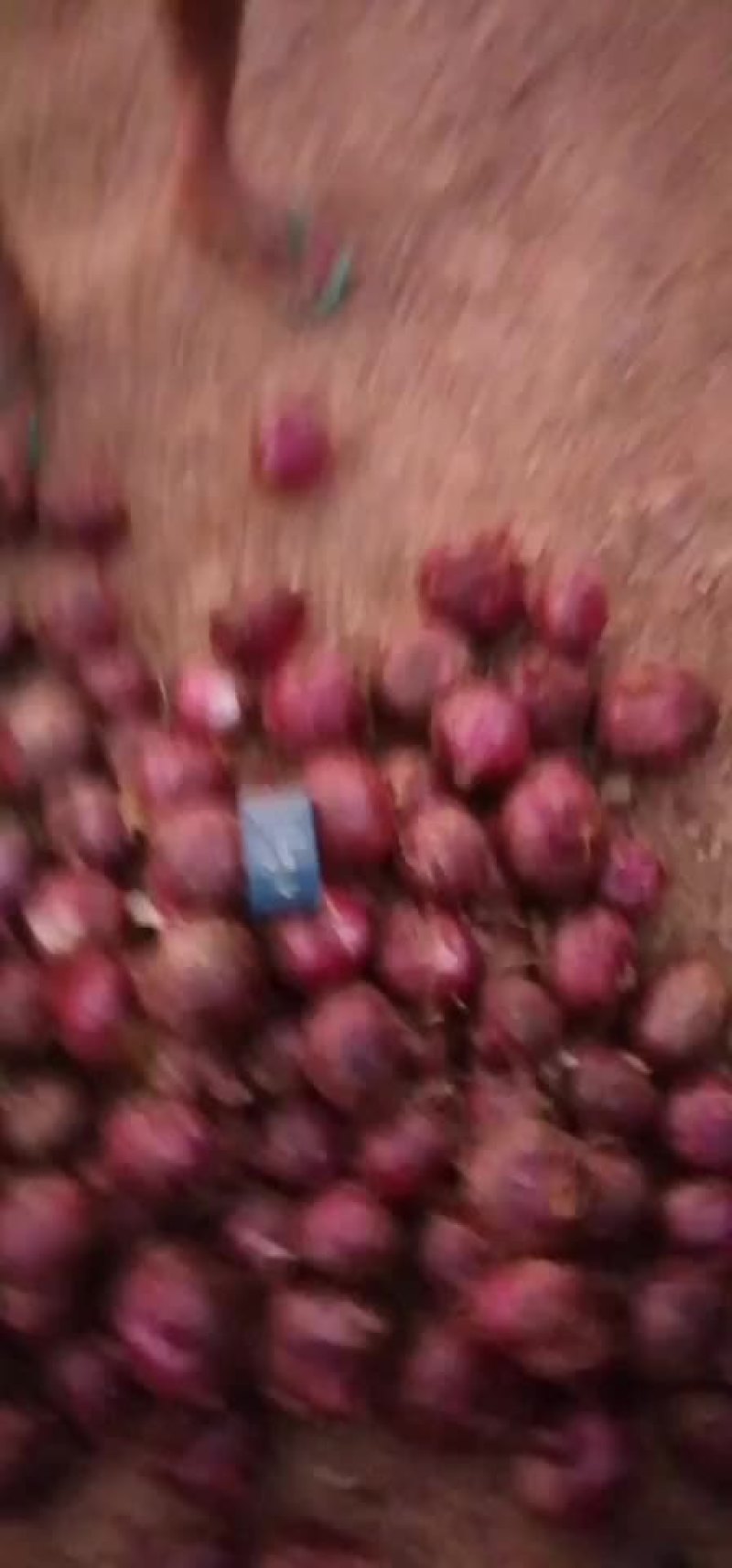 紫皮洋葱