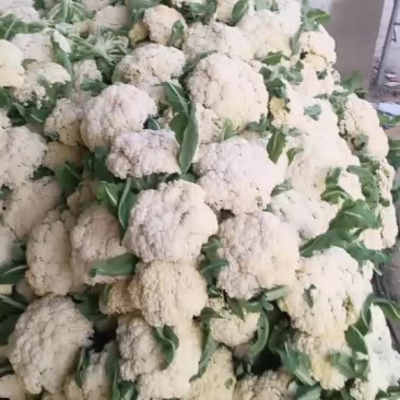 徐州花菜。大量上市