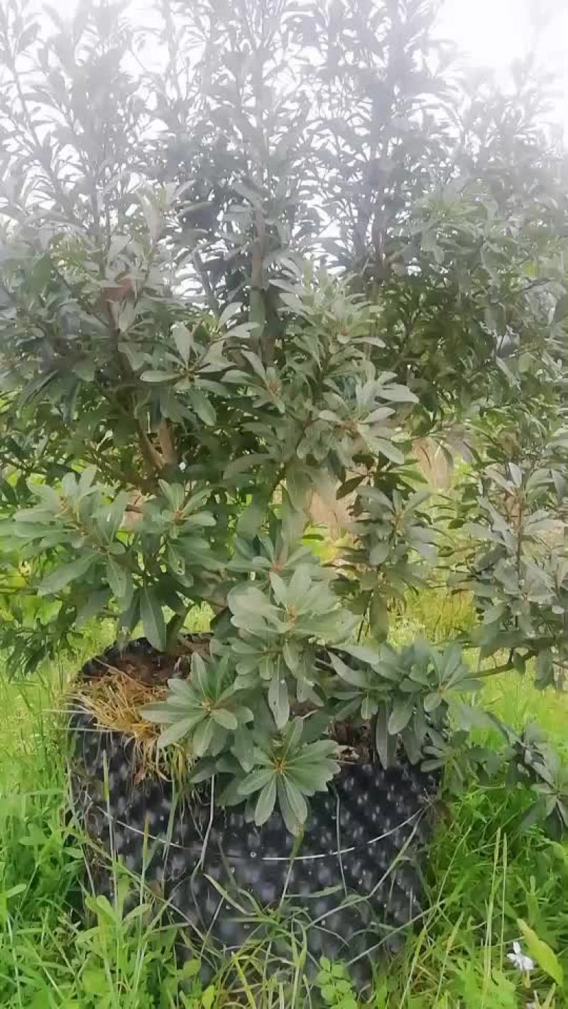 杨梅苗