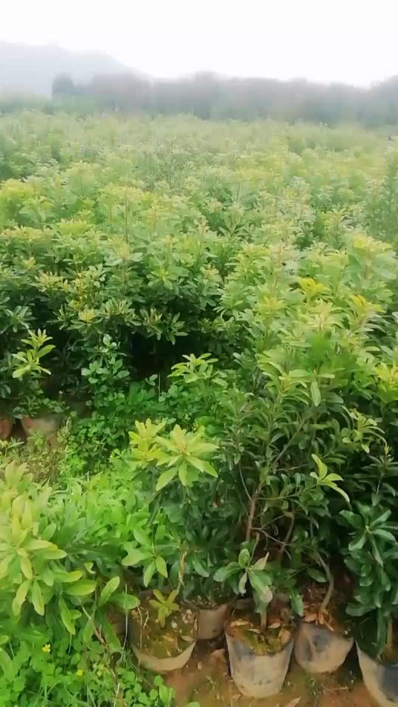 杨梅苗