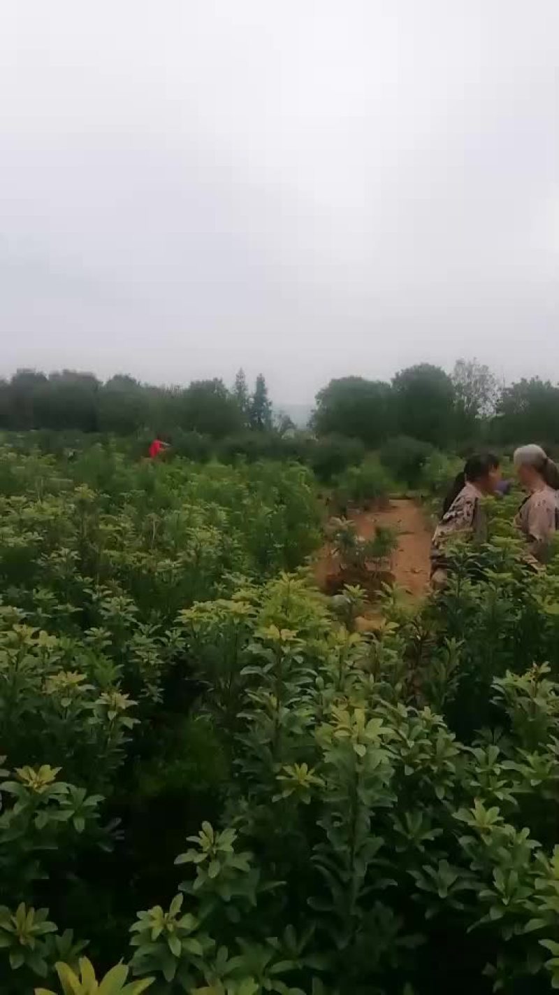 杨梅苗