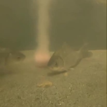 钓鱼