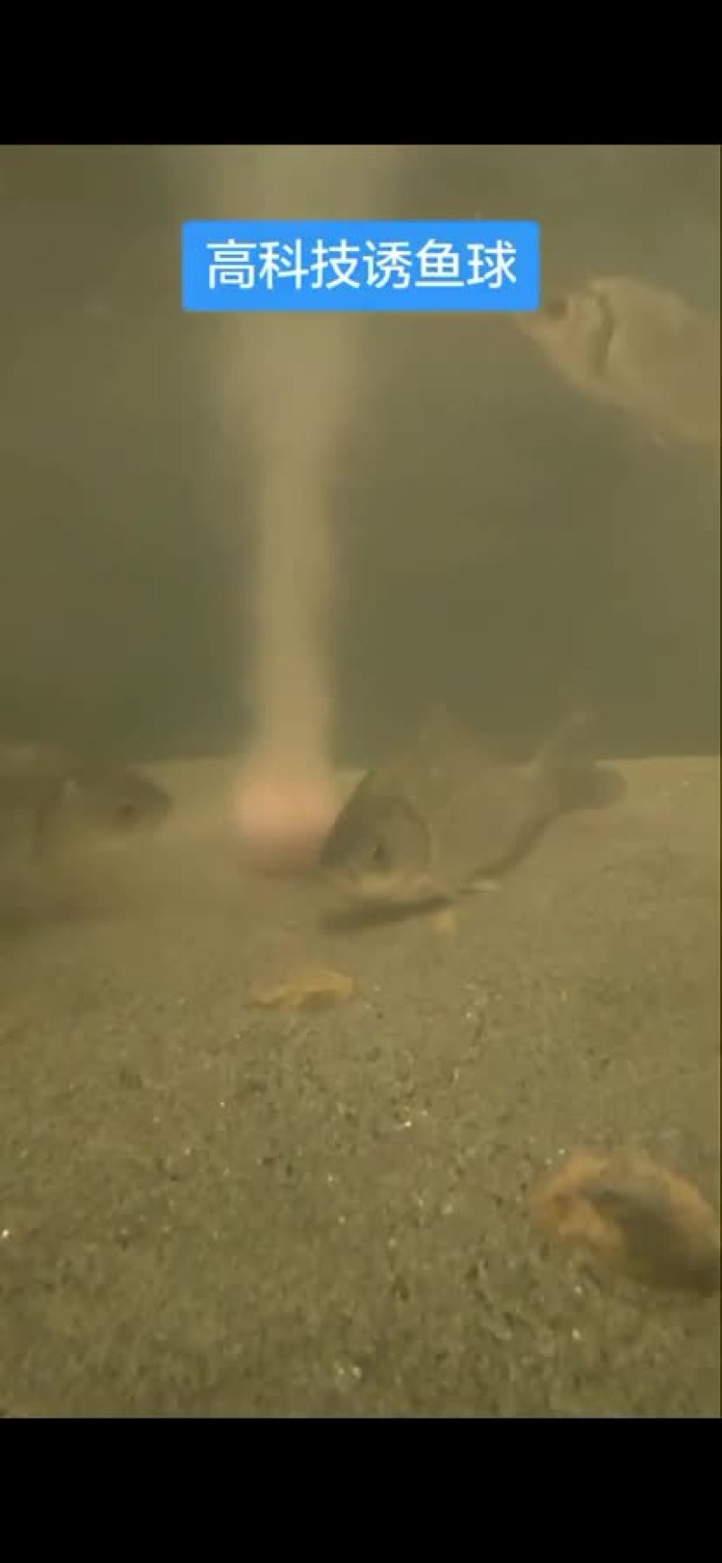 钓鱼