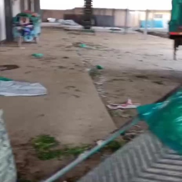 大量出售脱水香菜，
